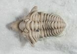 Gorgeous Snout Nosed Spathacalymene Trilobite - Rare #9229-2